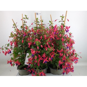 Fuchsia  'Bella Fuchsia Evita'