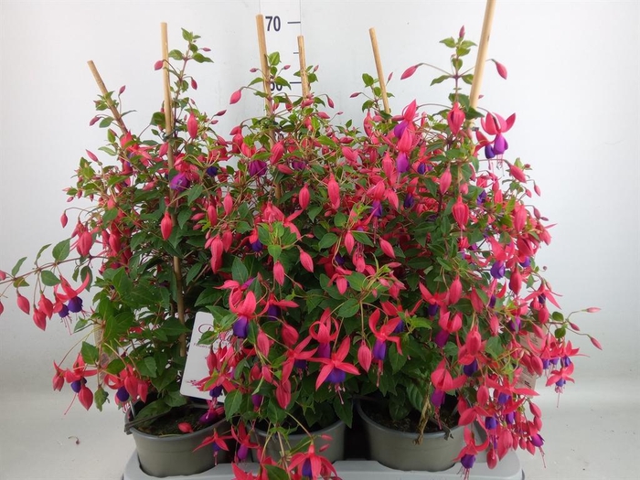 <h4>Fuchsia  'Bella Fuchsia Evita'</h4>