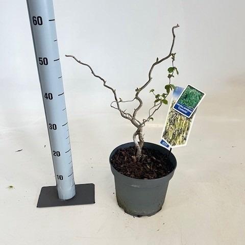 <h4>CORYLUS A CONTORTA</h4>