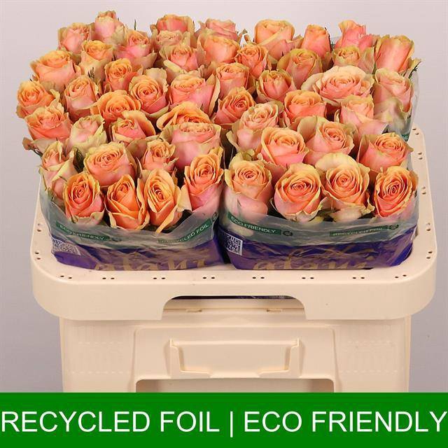 <h4>Rosa large dividend</h4>