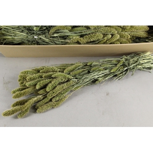 DF Setaria Bs 200gr