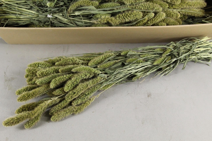 <h4>DF Setaria Bs 200gr</h4>