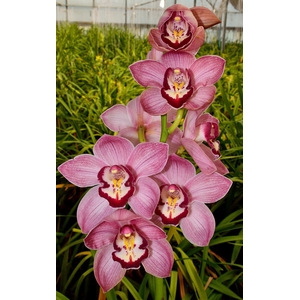 Cymbidium 8/11 Light Pink Bl pst
