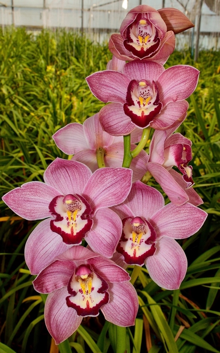 Cymbidium 8/11 Light Pink Bl pst