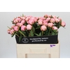 Paeonia Sarah Bernhardt