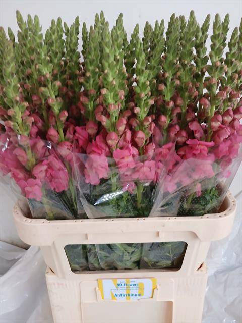 <h4>ANTIR POTO ROSE</h4>