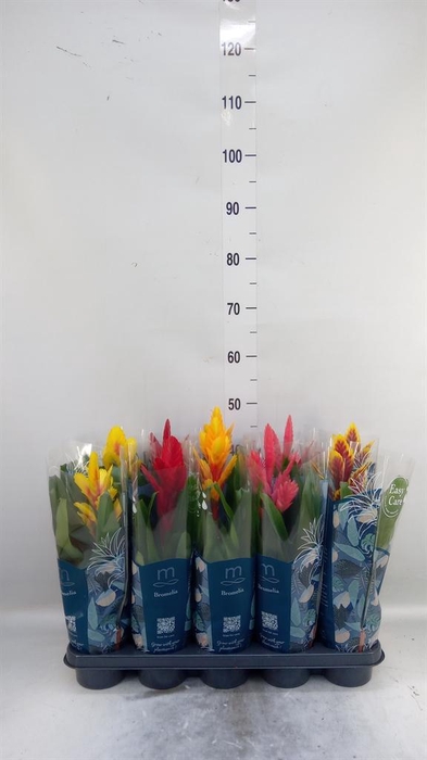 <h4>Vriesea   ...mix</h4>