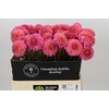 Dahlia Doris Duke
