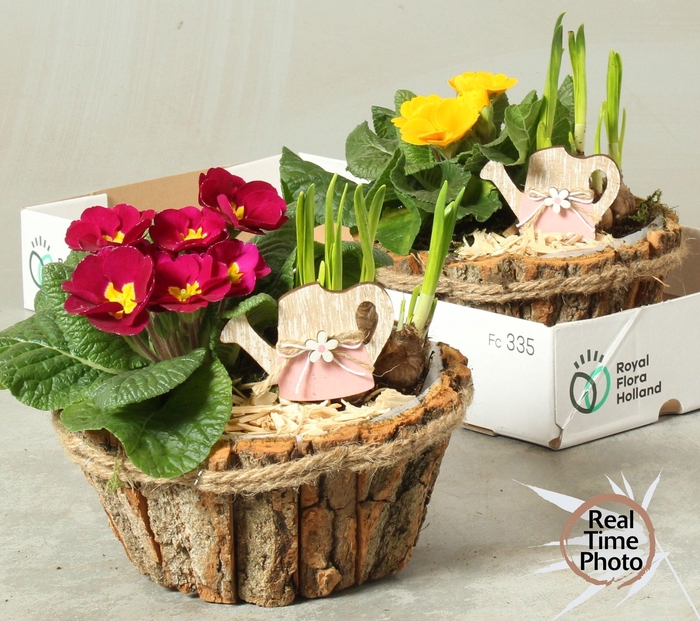 <h4>ARR TUINPLANTEN</h4>