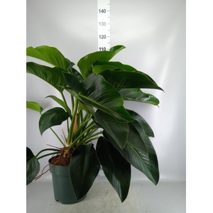 Philodendron  'Green Beauty'