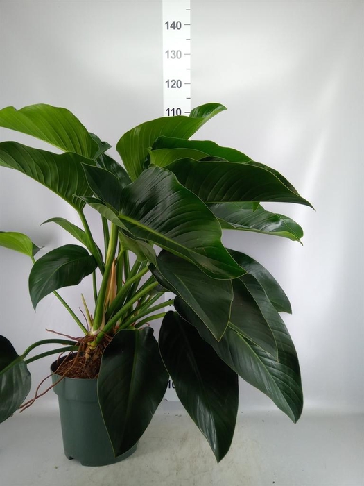 <h4>Philodendron  'Green Beauty'</h4>