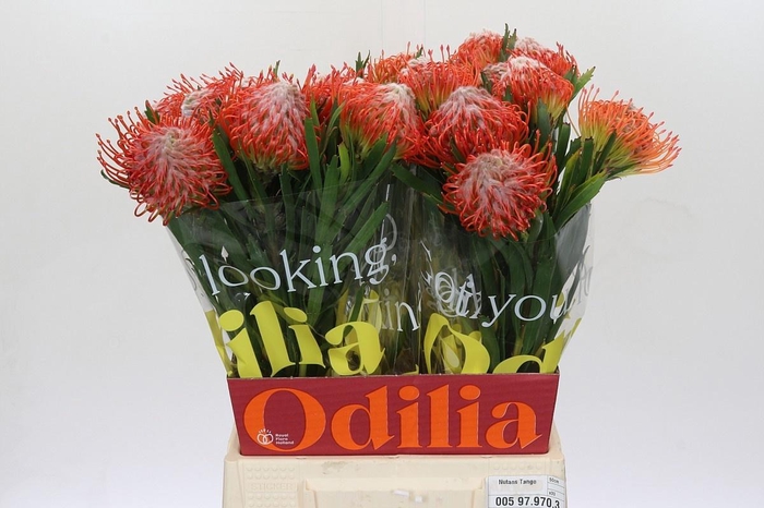 <h4>LEUCO CO TANGO</h4>