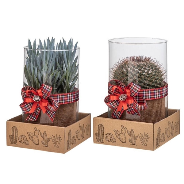 <h4>MIX CACTUS AND SUCCULENTS IN GLASS CYLINDER Ø15 H25 CM WITH CHRISTMAS BOW - IN CARDBOARD BOX 15X15 CM</h4>