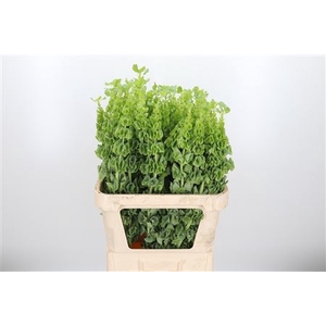 MOLUCCELLA STUK