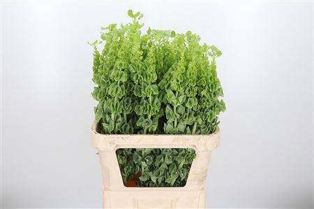 <h4>MOLUCCELLA STUK</h4>