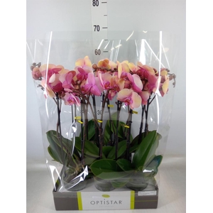 Phalaenopsis   ...rose