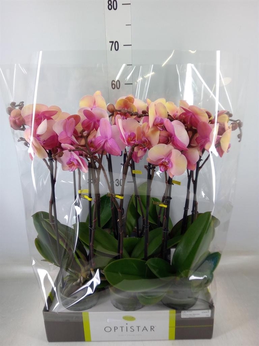 <h4>Phalaenopsis   ...rose</h4>