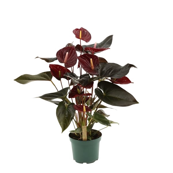 <h4>Anthurium Delicata 17cm</h4>