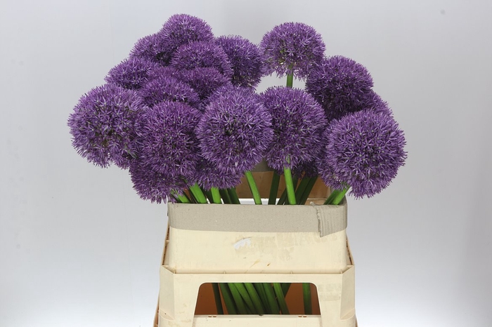 <h4>Allium Big Balls</h4>