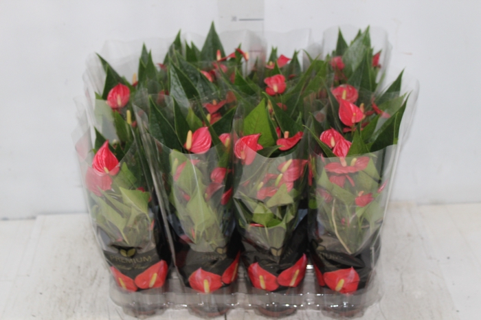 <h4>ANTHURIUM MINI MILLION FLOWERS P09</h4>