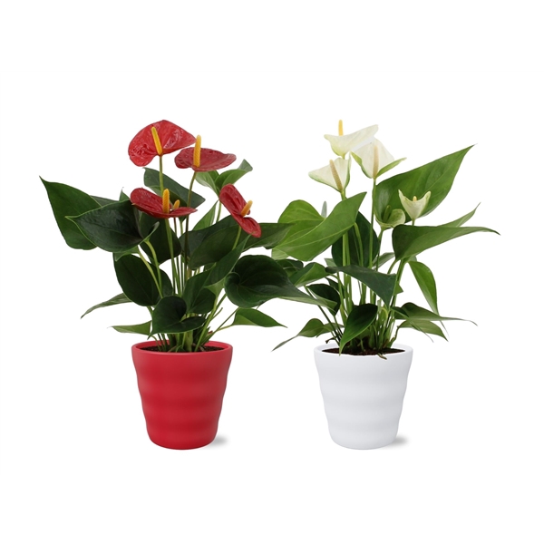 <h4>Anthurium Red-White mix in Dawn ceramics</h4>