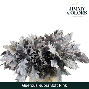 Quercus Rubra L60 Soft pink
