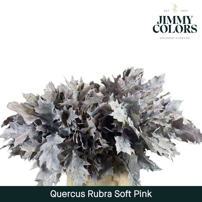 <h4>Quercus Rubra L80 Klbh. licht roze</h4>
