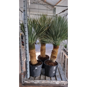 YUC ROSTRATA