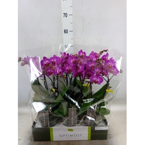Phalaenopsis multi.   ...lilac