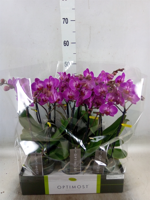 <h4>Phalaenopsis multi.   ...lilac</h4>