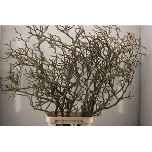 Magnolia Grandiflora