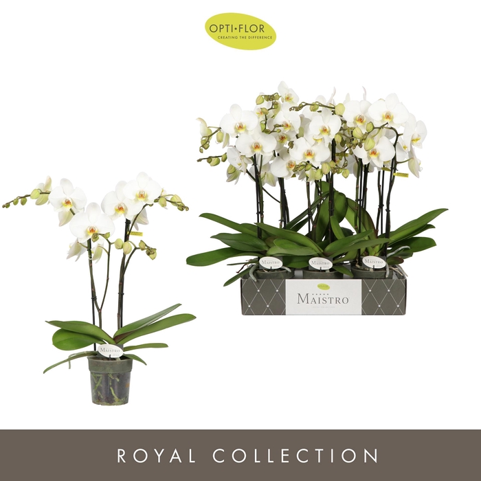 <h4>Maistro Beethoven 2 spike 50 cm</h4>