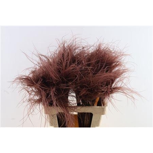 Dried Stypha Penata Brown(10 Toef) Bunch