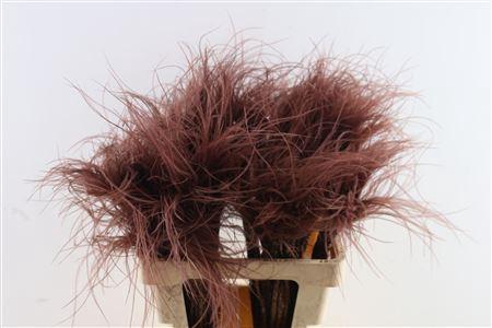 <h4>Dried Stypha Penata Brown(10 Toef) Bunch</h4>