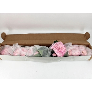 Hydr M Light Pink Tint 65cm X12