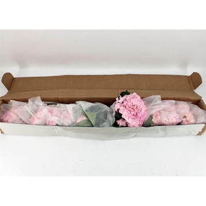 Hydr M Very Light Pink Tint 65cm X12