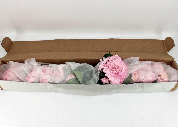 <h4>Hydr M Light Pink Tint 65cm X12</h4>