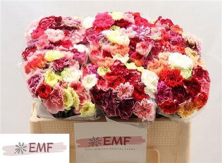 <h4>Di St Gem In Bos</h4>