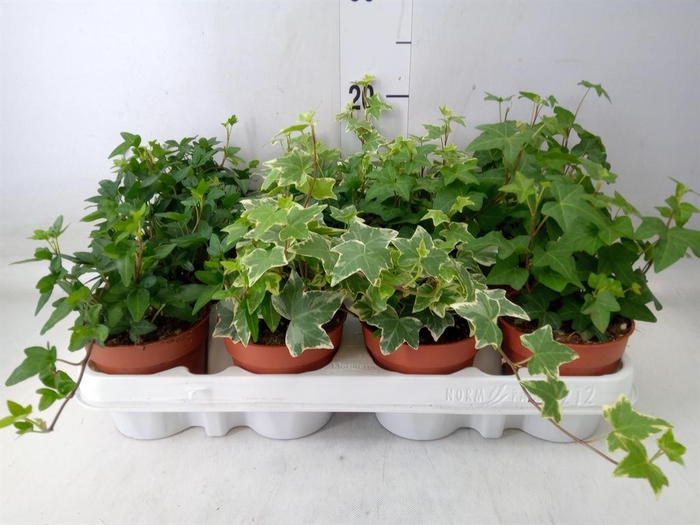 <h4>Hedera   ...mix</h4>