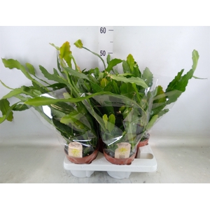 Epiphyllum   ...