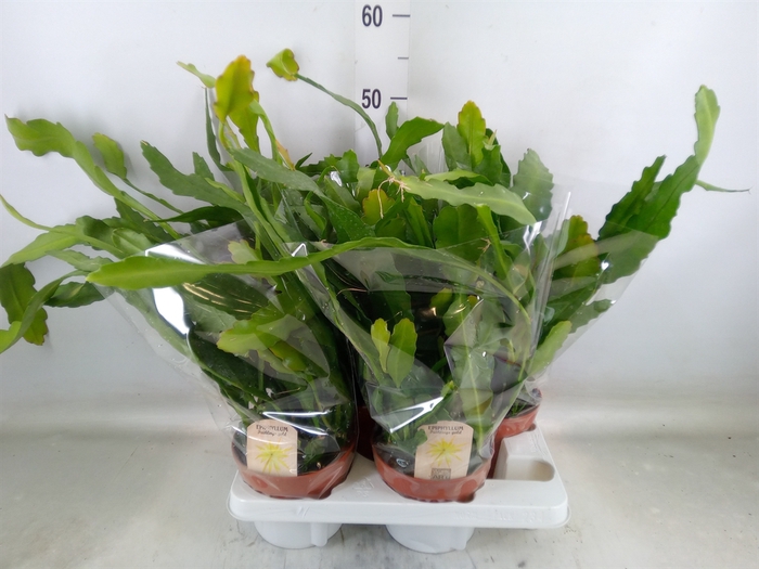 <h4>Epiphyllum   ...</h4>