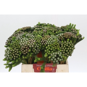 Kaaps Groen Albiflora