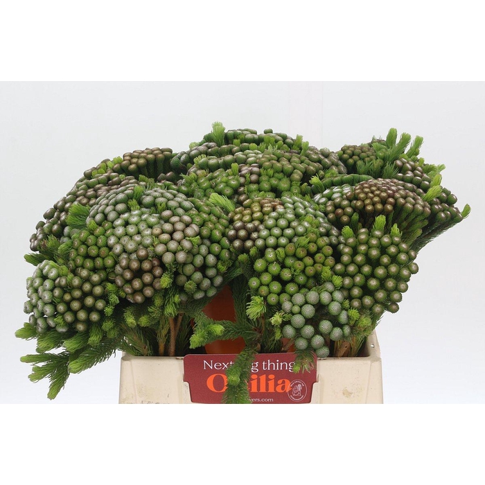 <h4>Kaaps Groen Albiflora</h4>