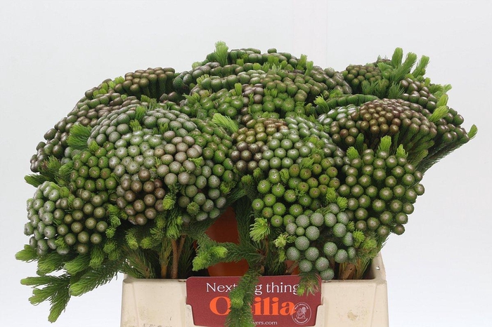 Kaaps Groen Albiflora