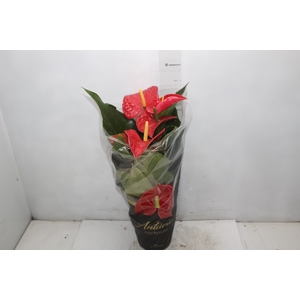 ANTHURIUM MICHIGAN P17 PREMIUM