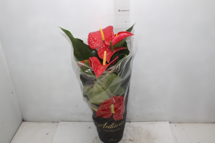 <h4>ANTHURIUM MICHIGAN P17 PREMIUM</h4>