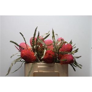 Banksia Speciosa Dusty Pink