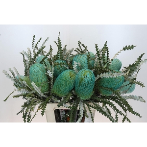 Banksia Speciosa Turquoise