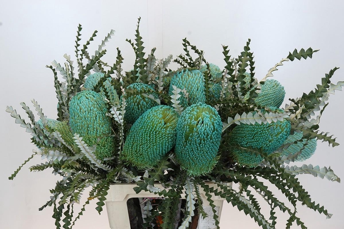 <h4>Banksia Speciosa Turquoise</h4>