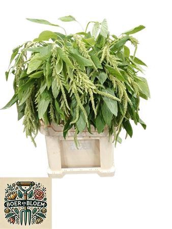 Amar Ca Green Pearls